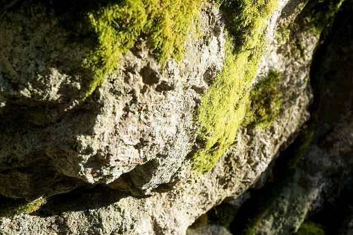 Patches of moss growing on rocks in the forest.
