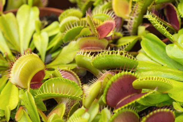 istock Venus Flytrap. Predatory Plant. American Carnivorous Plant. Insect Eater 1363626264