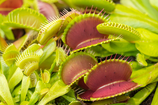 Closeup of the Dionaea Muscipula snap traps (made of two hinged lobes at the end of each leaf that closes rapidly when the trigger hairs are touched). Venus flytrap plant.