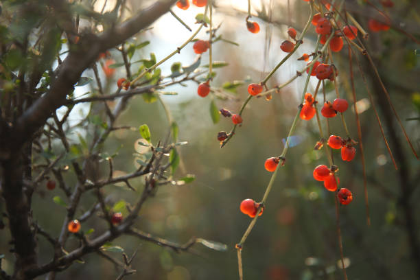 istock Closeup image of wild plant in springtime during sunset 1363626291