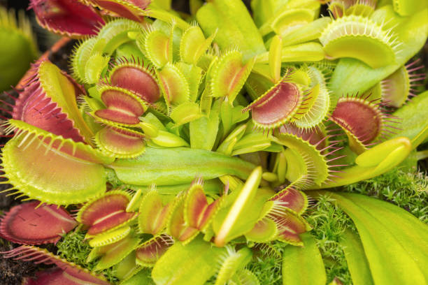 istock Venus flytrap (Dionaea Muscipula) with its trapping mechanism. American flowering plant with carnivorous eating habits 1363626298