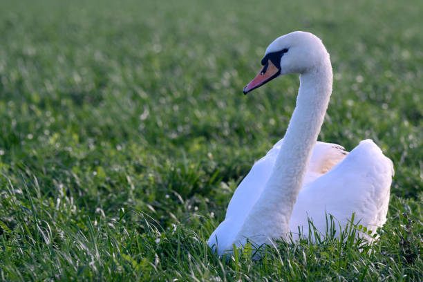 White swan sitting in a meadow