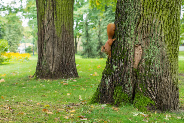 istock A selective focus on red squirrel on the tree trunk. Early autumn (fall) in the park 1363626860