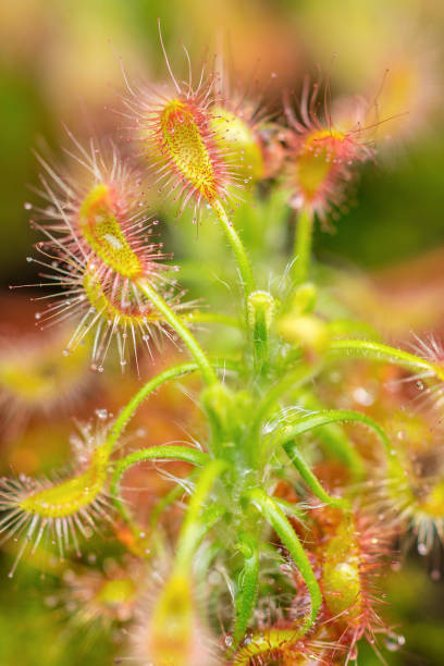 planta carnívora drosera intermedia (sundew de folhas de colher, sundew temperado) com seu mecanismo de trapping (folha em forma de colher com trichomes pegajosos) - carnivore - fotografias e filmes do acervo