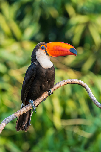 The toco toucan (Ramphastos toco), also known as the common toucan or toucan, is the largest and probably the best known species in the toucan family and is found in the Pantanal, Brazil.
