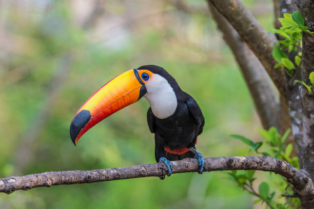 The toco toucan (Ramphastos toco), also known as the common toucan or toucan, is the largest and probably the best known species in the toucan family and is found in the Pantanal, Brazil. stock photo