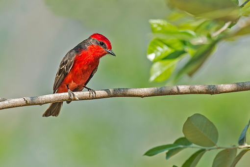 The vermilion flycatcher (Pyrocephalus rubinus) is a small passerine bird in the  tyrant flycatcher family found in the Pantanal, Brazil.