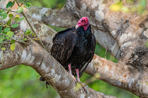 The turkey vulture (Cathartes aura), also known in some North American regions as the turkey buzzard. Found in many areas including the Paantanal in Brazil.