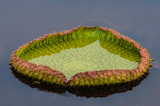 Victoria amazonica water lilies, in the plant family Nymphaeaceae, with very large green leaves that lie flat on the water's surface and is found in the Pantanal, Brazil.
