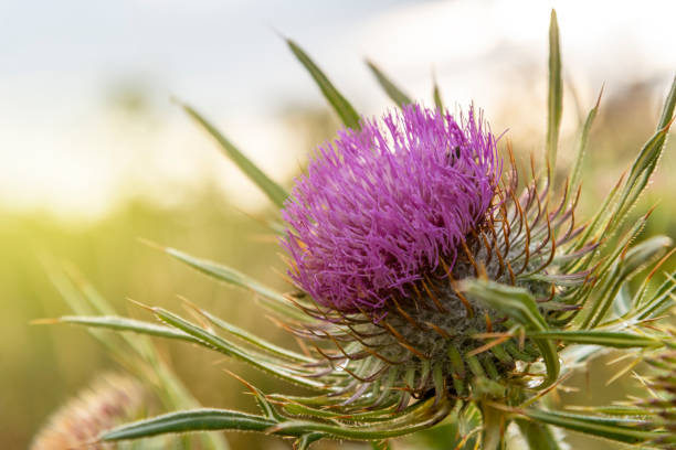 Onopordum acanthium in bloom. Onopordum acanthium in bloom at sunset. Scottish Thistle stock pictures, royalty-free photos & images