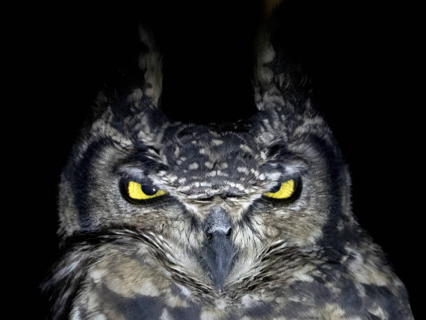 istock owl portrait looking at you isolated on black 1363628395