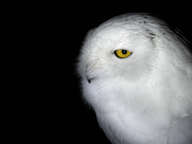 istock Snow owl isolated on black looking at you 1363628915