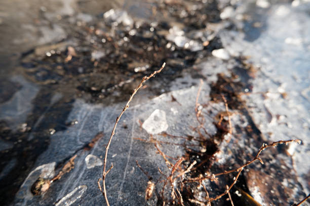 Small tree growing our of the ice
