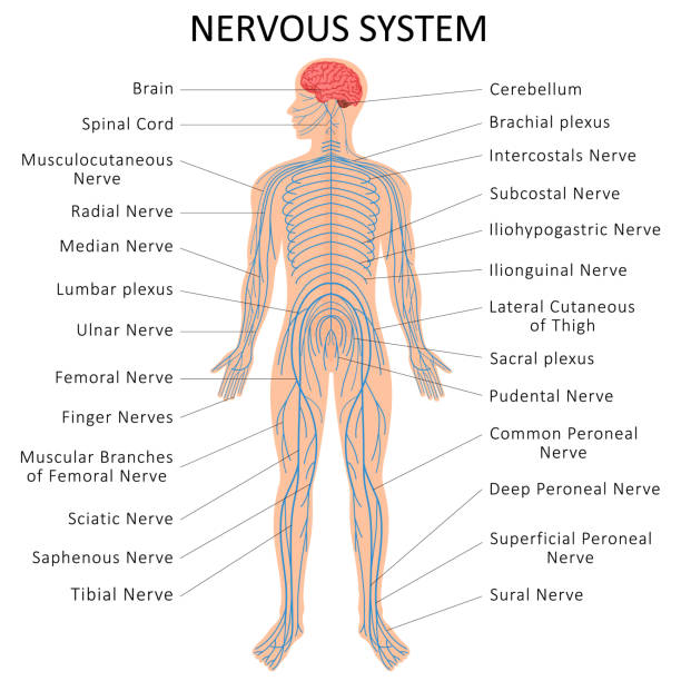 ludzki układ nerwowy. wykres edukacji medycznej biologii dla układu nerwowego diagram. ilustracja wektorowa - brain human spine neuroscience healthcare and medicine stock illustrations