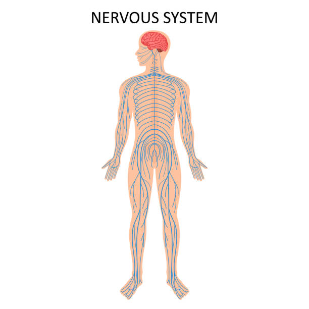 ilustraciones, imágenes clip art, dibujos animados e iconos de stock de sistema nervioso humano. tabla de educación médica de biología para el diagrama del sistema nervioso. ilustración vectorial - brain human spine neuroscience healthcare and medicine