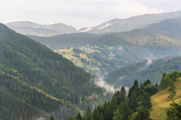 istock Fog in the forest at Bulgaria. 1363629350