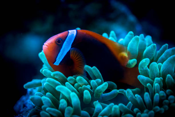 istock Tomato Clownfish and host anemone in underwater 1363629420