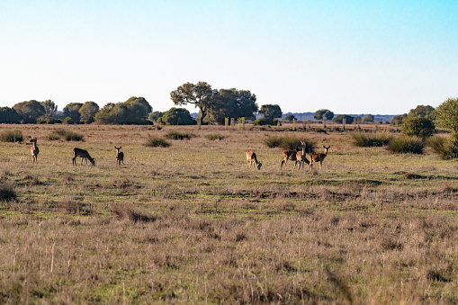 group of deer eating and watching in the pasture with trees in the background