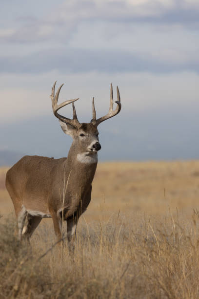 istock Buck Whitetail Deer in Colorado in Autumn 1363630406