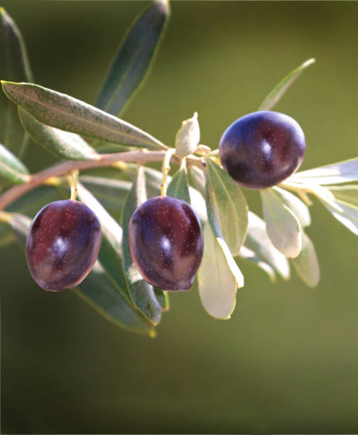 azeitonas pretas em um galho. - olive tree oil industry cooking oil - fotografias e filmes do acervo