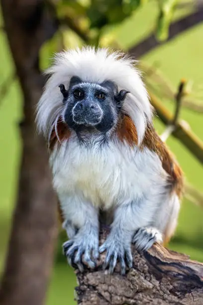 Adult cotton-top tamarin, Saguinus oedipus, sitting on a tree stump. This New World monkey is endemic to north-western Colombia and is critically endangered in the wild.