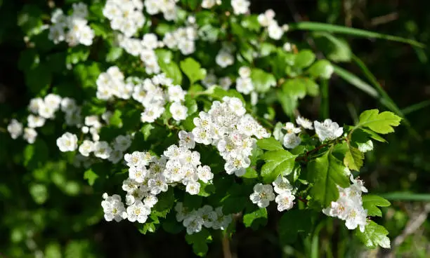 Common hawthorn with white flowers