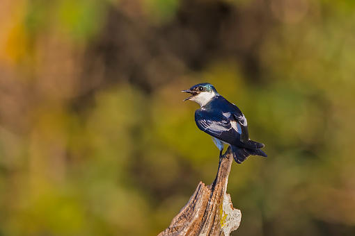 The white-winged swallow (Tachycineta albiventer) is a resident breeding bird in tropical South America found in the Pantanal, Brazil.