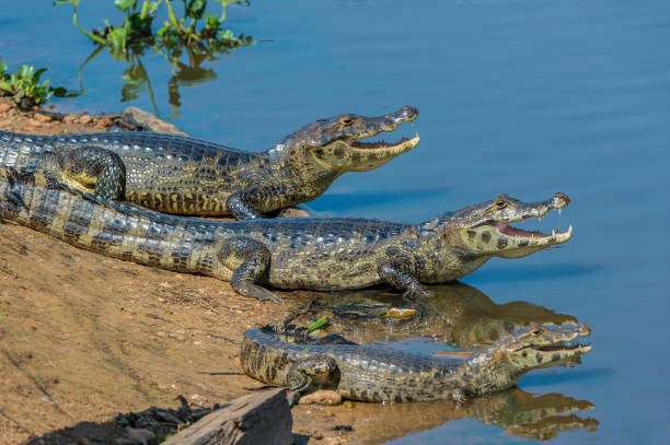 o jacaré yacare é uma espécie de jacaré encontrada no pantanal. na praia ao sol. - caimão - fotografias e filmes do acervo