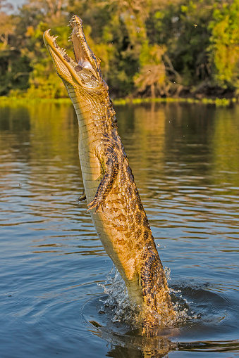 The Yacare caiman (Caiman yacare, is a species of caiman found in the Pantanal, Brazil. Jummping out of the water for food.