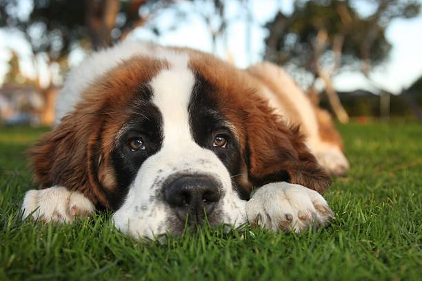 Lazy but Cute Saint Bernard Purebred Puppy  stock photo