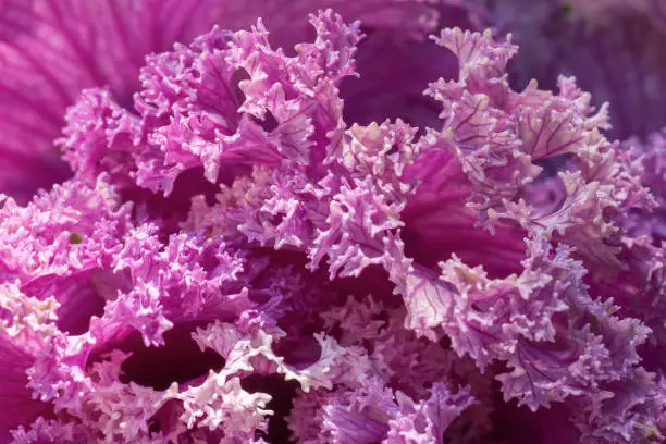 Decorative cabbage leaf rosette with coral-like pattern.