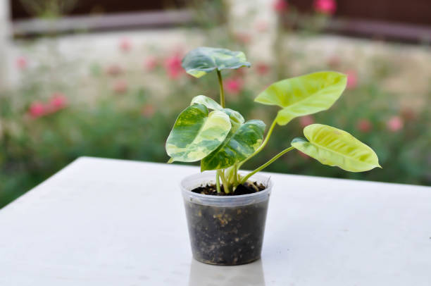 istock Philodendron Burle Marx Variegated, Philodendron or ARACEAE 1363633478
