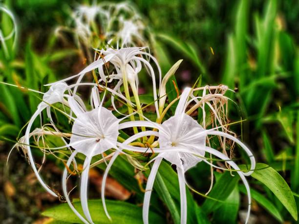 Beach spider lily plant Colorful Beach spider lily close up, part of garden decoration spider lily stock pictures, royalty-free photos & images