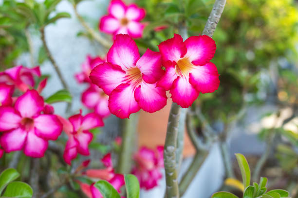 Bright pinmk Azalea flowers at tree in Thailand