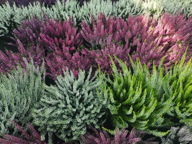 istock multicolour heather undergrowth acidulous plant 1363634360