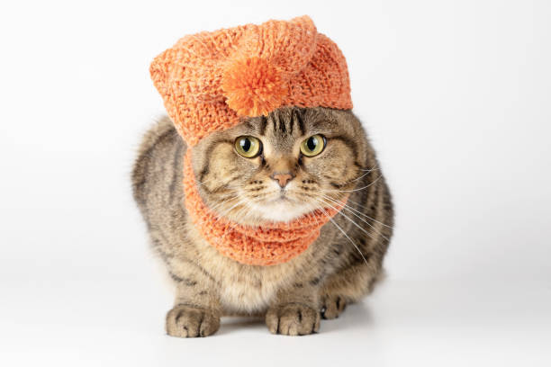 istock Funny brown cat in a knitted hat close-up. 1363634489