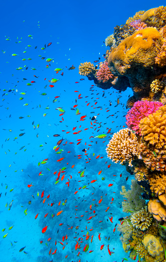 The Red Sea is a rich and diverse ecosystem. More than 1200 species of fish have been recorded in the Red Sea, and around 10% of these are found nowhere else. This also includes 42 species of deepwater fish. The rich diversity is in part due to the 2,000 km (1,240 mi) of coral reef extending along its coastline; these fringing reefs are 5000–7000 years old and are largely formed of stony acropora and porites corals. The reefs form platforms and sometimes lagoons along the coast and occasional other features such as cylinders (such as the Blue Hole (Red Sea) at Dahab). These coastal reefs are also visited by pelagic species of Red Sea fish, including some of the 44 species of shark.
