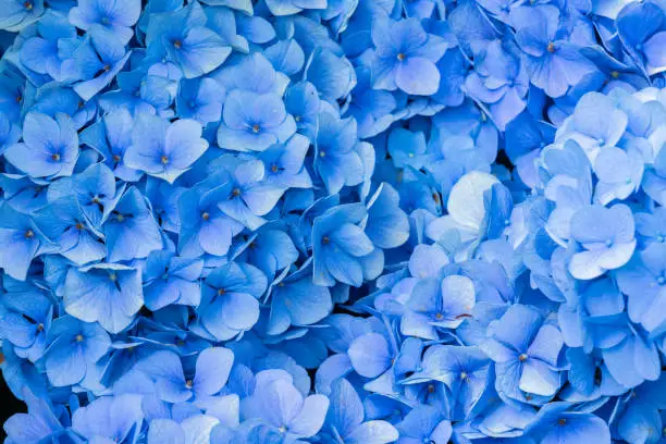 Blue hydrangea large flower head petals close-up.