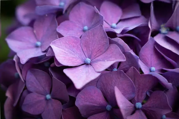 Purple hydrangea flower close-up.