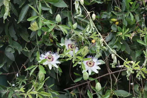 Passiflora climbing plant with seeds and flowers