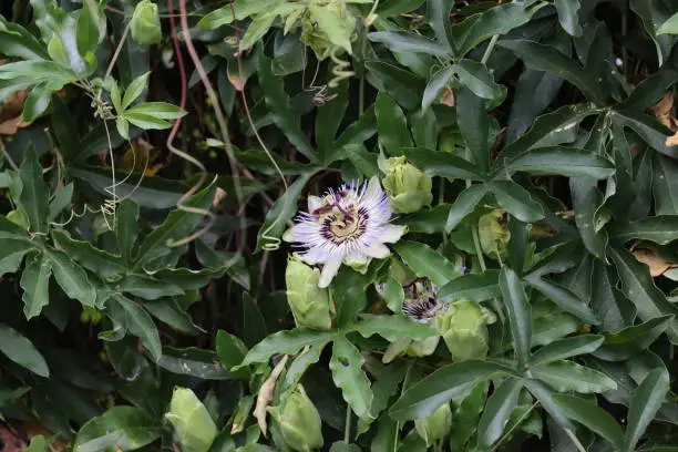 Passiflora climbing plant with seeds and flowers