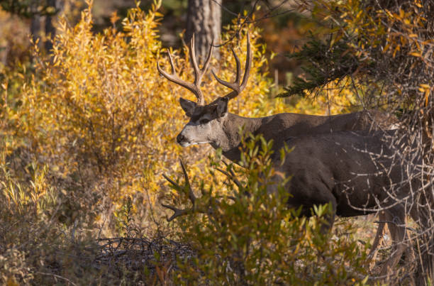 istock Buck Mule Deer in Autumn in Wyoming 1363636129