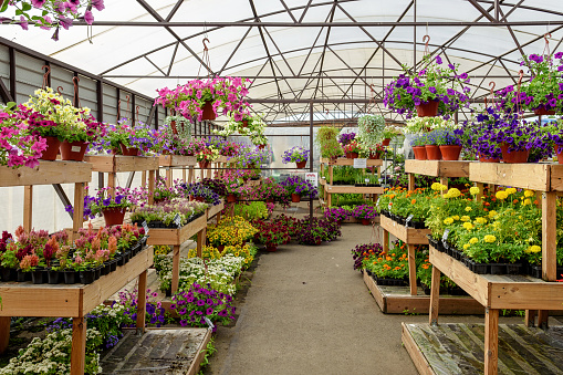 Blooming flowers in pots and on shelves in the garden center.
