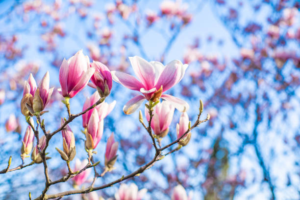 magnolia en fleurs au soleil par une chaude journée de printemps dans le ciel bleu. le concept du début de la saison printanière. - spring magnolia flower sky photos et images de collection