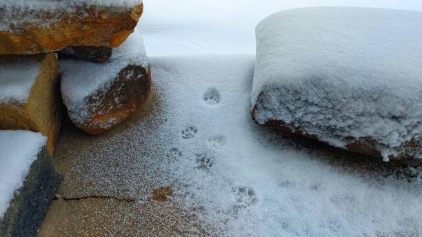 istock Cat Feet In A Dusting Of Snow 1363637640