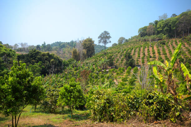 istock View over fruit tree plantation in Chiang Mai province 1363637939