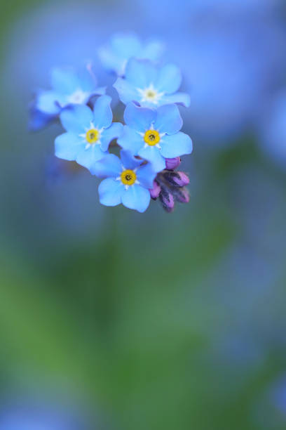 High angle view of forget-me-not