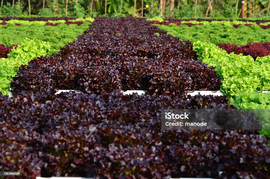 Hydroponic Gemüse - Lizenzfrei Agrarbetrieb Stock-Foto