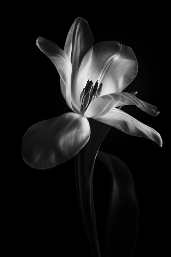 Black and white image of blooming tulip.