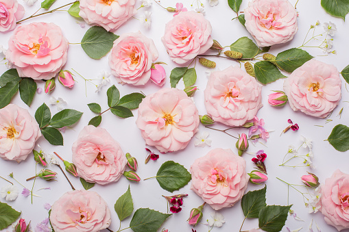 Flat lay of roses on white background.